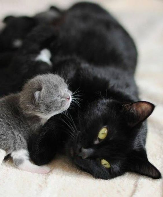 Grandes photos de chattes noires